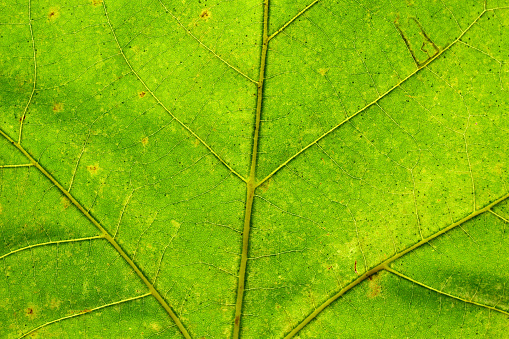 Green wood sheet in detail with the veins