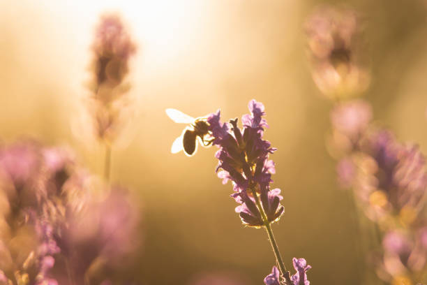 istock Close up of bee on lavender flowers in sunset. 1165476549