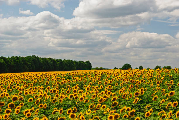 istock Beautiful blooming sunflowers field in summer 1165477610