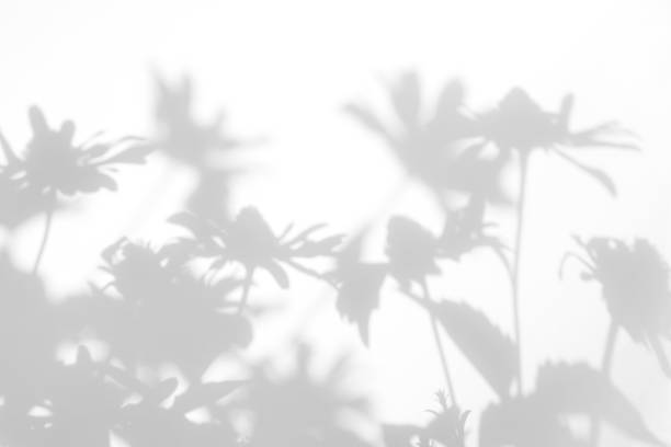istock Gray shadows of the flowers and grass 1165477838