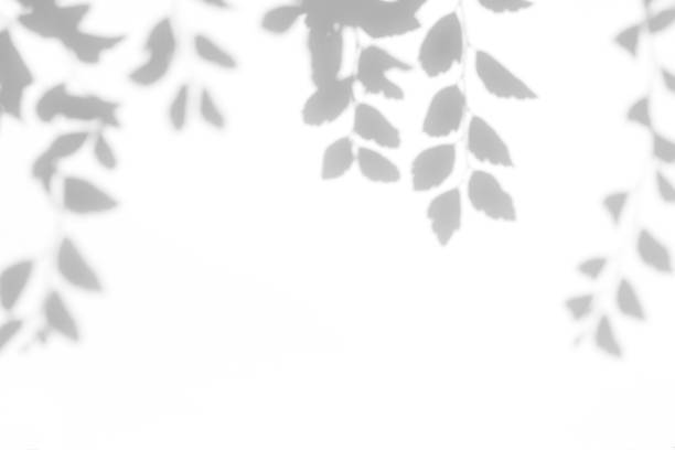 istock Gray shadow of the leaves on a white wall 1165477840