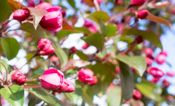 istock Spring blossom background. Spring blooming. Apple tree blossom with pink flowers 1165477875