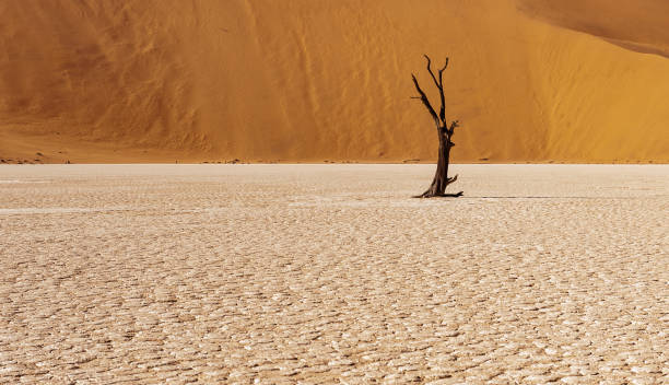 istock Dead trees in Namibia's Deadvlei. 1165477916