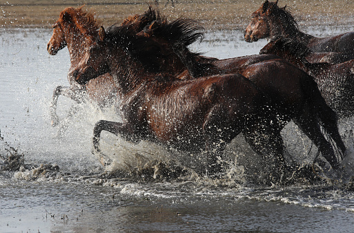 Herd of Wild Horses Running in River