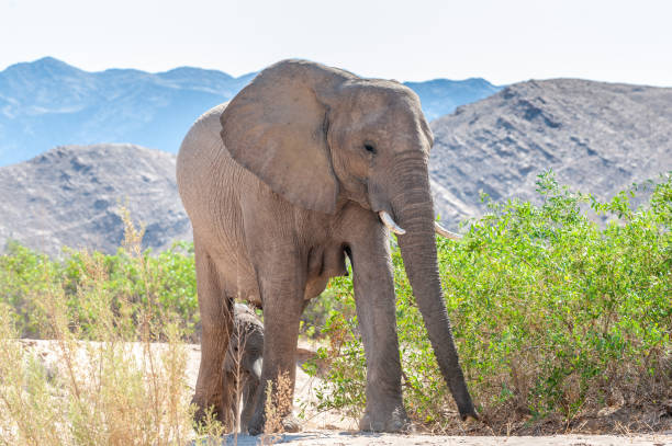 istock Desert Elephants along the Honaib River in Namibia 1165477944