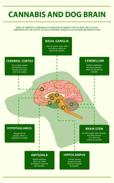 ilustraciones, imágenes clip art, dibujos animados e iconos de stock de infografía vertical de cannabis y cerebro de perro - oilcan