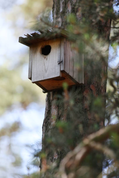 istock Birdhouse on a pine in the forest 1165478799