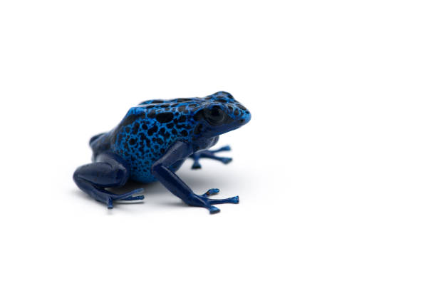 istock The blue poison dart frog isolated on white background 1165480087
