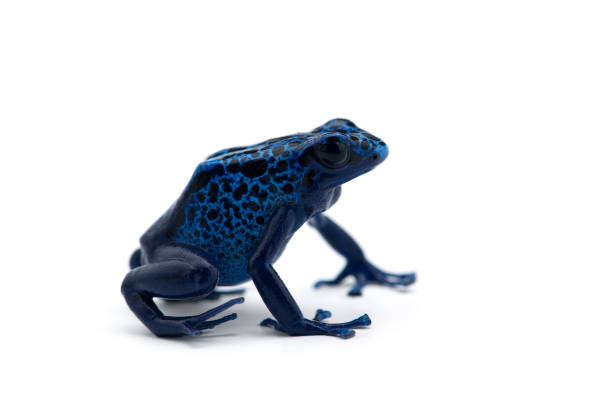 istock The blue poison dart frog isolated on white background 1165480097