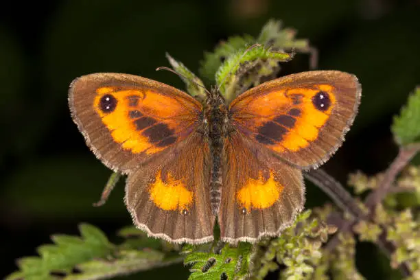 Gatekeeper Butterfly (Pyronia tithonus) commonly known as Hedge Brown