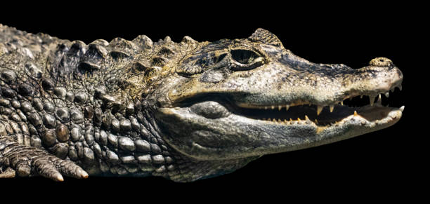 istock Crocodile isolated on black background. With clipping path 1165483046