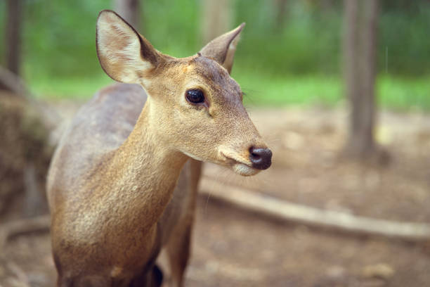 istock young deer standing portrait in forest 1165483129