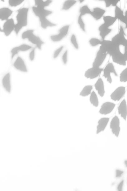 istock Gray shadow of the leaves on a white wall 1165483253