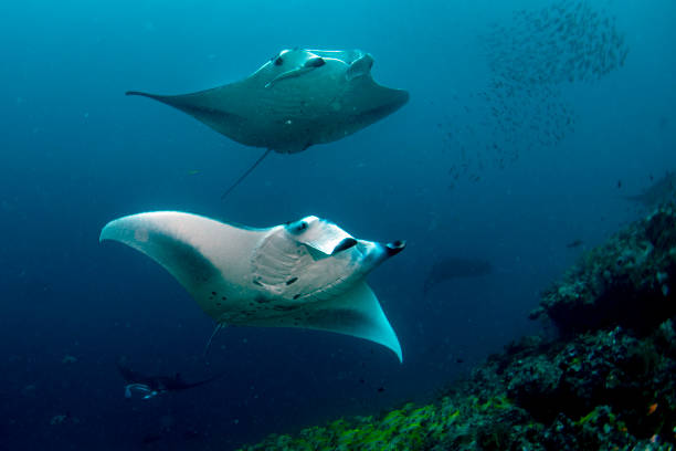istock Manta underwater in the blue ocean background 1165483272