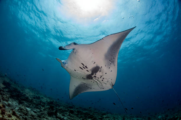 istock Manta underwater in the blue ocean background 1165483288
