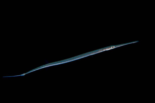 istock Flute trumpet fish while diving indonesia detail 1165483335