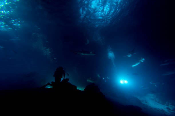 istock diving in shark infested water at night on alimatha maldives site 1165483345