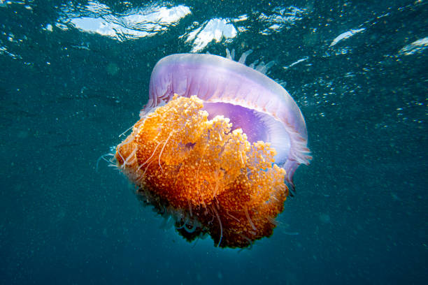 istock cotylorhiza giant jellyfish 1165483354