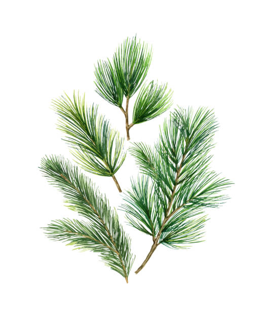 illustrations, cliparts, dessins animés et icônes de carte de vecteur de noel avec les branches vertes de sapin d'isolement sur le fond blanc. - plante à feuillage persistant