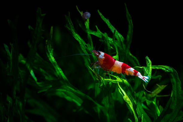 istock Caridina cantonesis crystal red shrimp eating pets 1165485148