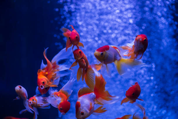 istock Nice red gold fish swarm air bubbles blue background nature aquarium 1165486544
