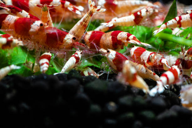 istock Caridina cantonesis crystal red shrimp eating pets hobby 1165486548