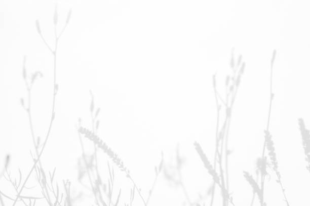istock Gray shadows of the flowers and grass 1165487697