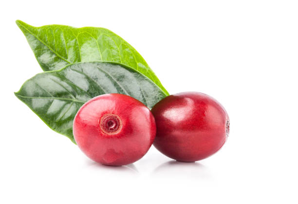 Red coffee beans isolated on white background with clipping path Red coffee beans isolated on white background with clipping path java colombia stock pictures, royalty-free photos & images