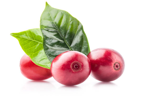 istock Red coffee beans isolated on white background with clipping path 1165487929