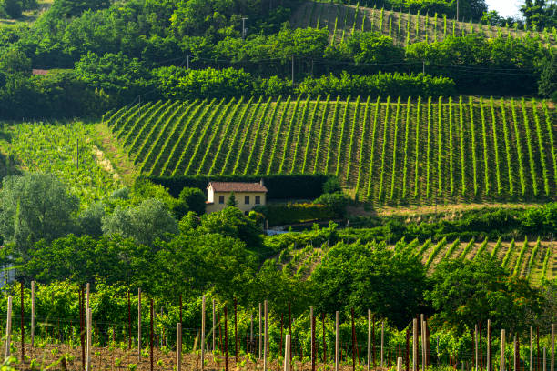 Vineyards of Oltrepo Pavese at spring
