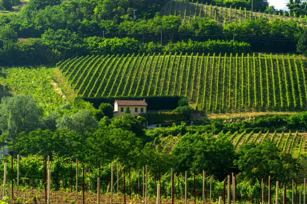 Oltrepo Pavese, Pavia, Lombardy, Italy: hills with vineyards at late spring (June)