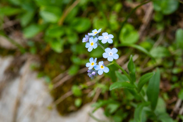 alpine flower myosotis sylvatica (bois forget-me-not), autriche - myosotis sylvatica photos et images de collection