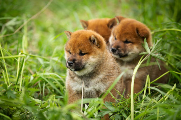 Group of beautiful red shiba inu puppies sitting in the green grass Group of beautiful and cute red shiba inu puppies sitting in the green grass shiba inu photos stock pictures, royalty-free photos & images