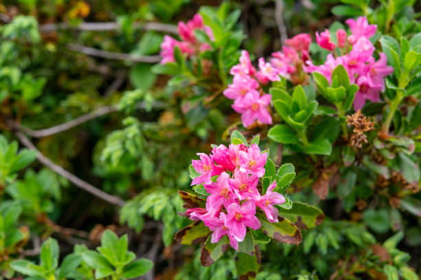 Alpine Flower hododendron hirsutum (also called hairy alpenrose or almrausch, almenrausch or steinrose) in the Salzkammergut mountains, Austrian Alps.