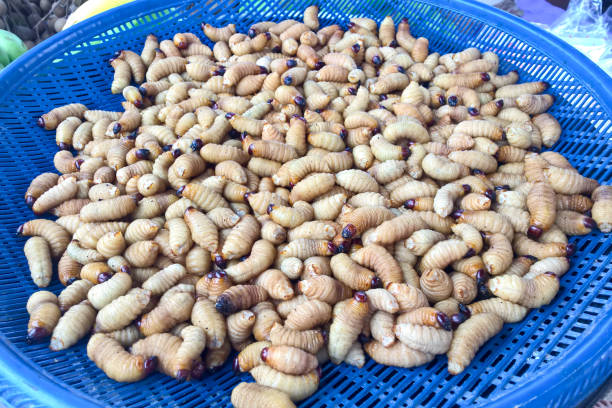 istock Coconut worms are beetle larvae and protein food for human 1165489350