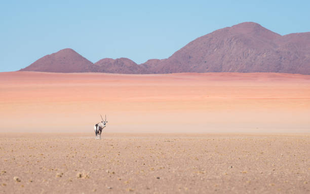 istock Oryx (Gemsbok) antelope walking through the arid harsh Namibia desert. 1165489427