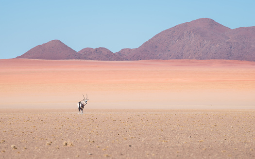 Lonely isolated animal with large horns walking through the dry desert looking around with mountains in the background during summer heat.