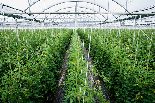 plantas de tomate en invernaderos photo