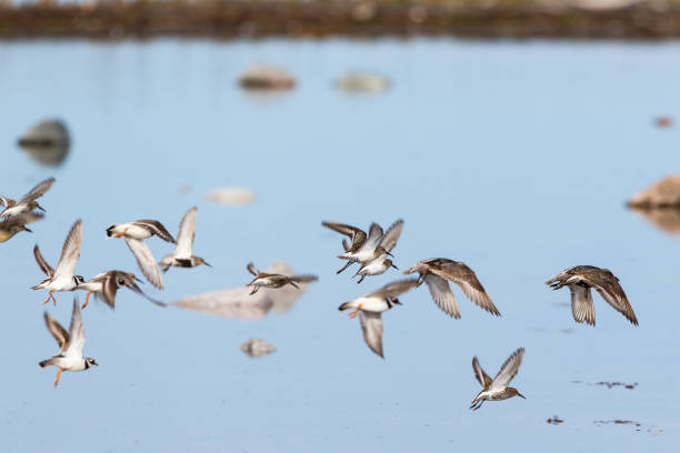 istock Flock of wading birds flying 1165489784