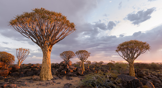 Ancient Quiver Tree Forest with storm clouds moving over, creating a warm colorful sunset.