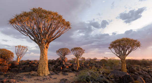 las drzewa kołczanu w południowej namibii oświetlony zachodem słońca. - keetmanshoop zdjęcia i obrazy z banku zdjęć
