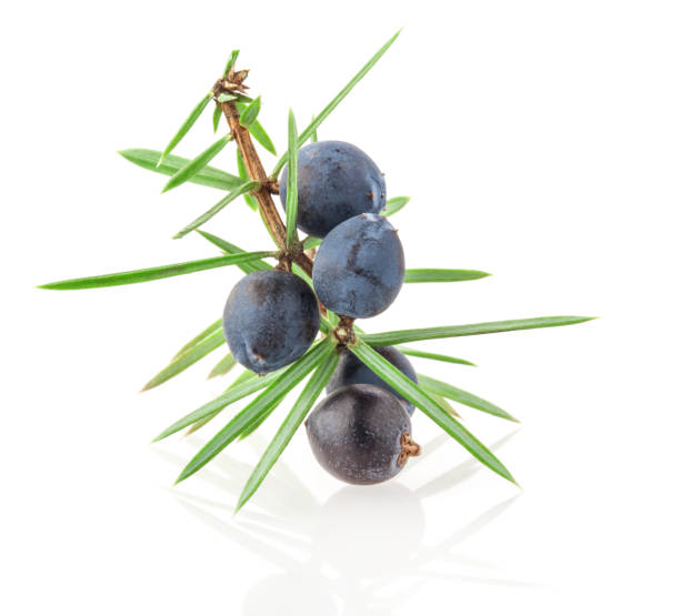 istock Juniper twig with berries isolated on white background 1165490682