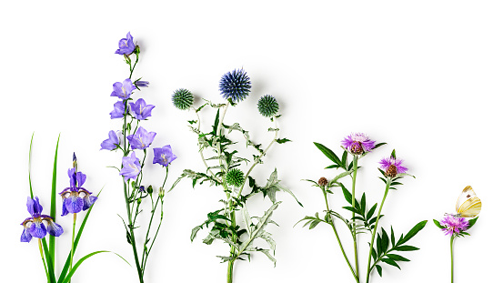 Knapweed, thistle, campanula and iris flower collection. Pink and blue flowers in spring and summer garden arrangement isolated on white background. Top view, flat lay. Floral design element