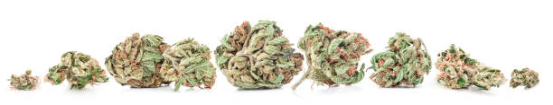 marijuana médicale d'isolement sur le fond blanc. cannabis thérapeutique et médicinal - sativa indica photos et images de collection
