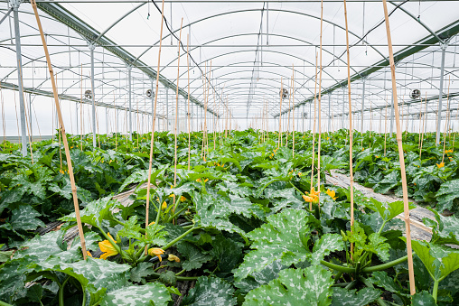 plantas de calabacín en invernaderos photo