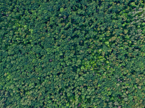 istock Aerial top view forest, Texture of forest view from above. 1165491820