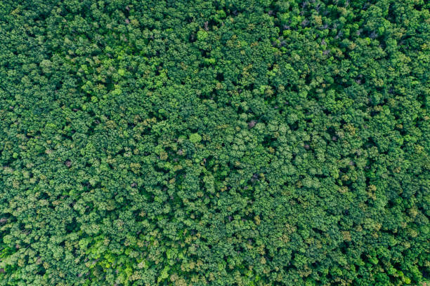 istock Aerial top view forest, Texture of forest view from above. 1165491821