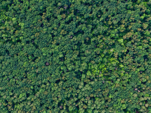 istock Aerial top view forest, Texture of forest view from above. 1165491835