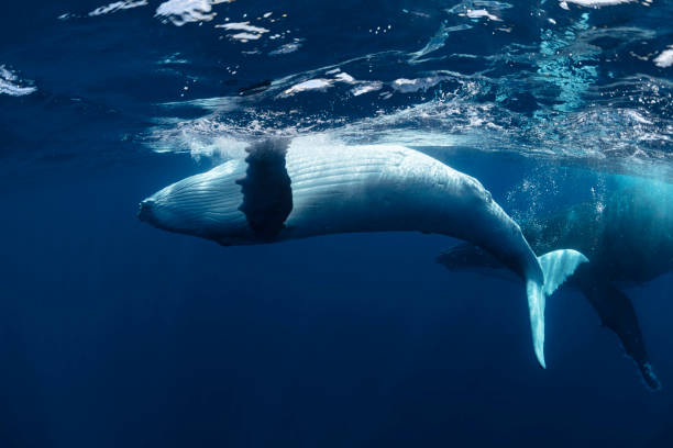 istock A Baby Humpback Whale Rolls Near The Surface In Blue Water 1165491933