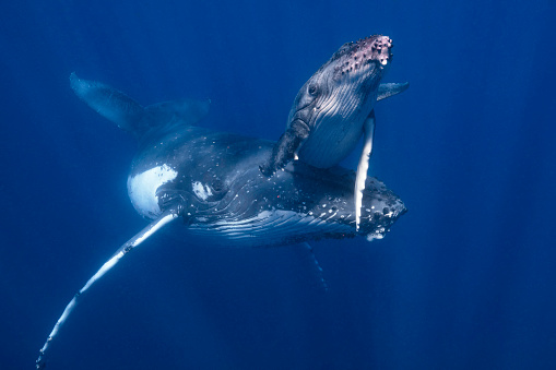 Una ballena jorobada madre y becerro en agua azul photo